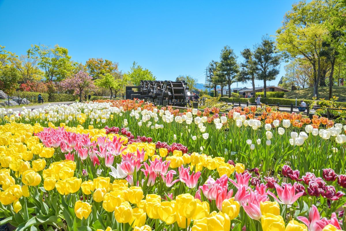 春 チューリップ 富山県