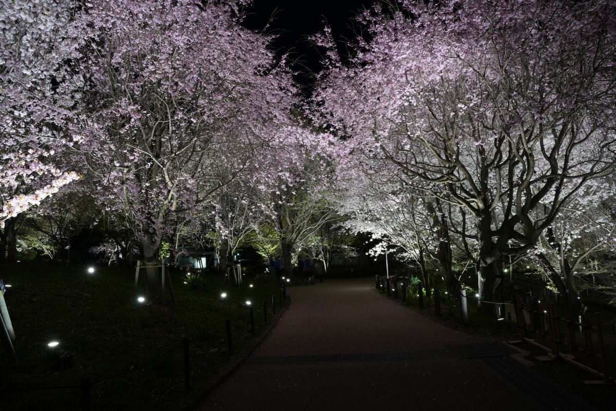 Lễ hội mùa xuân tại Vườn thú và Thực vật Higashiyama, thành phố Nagoya