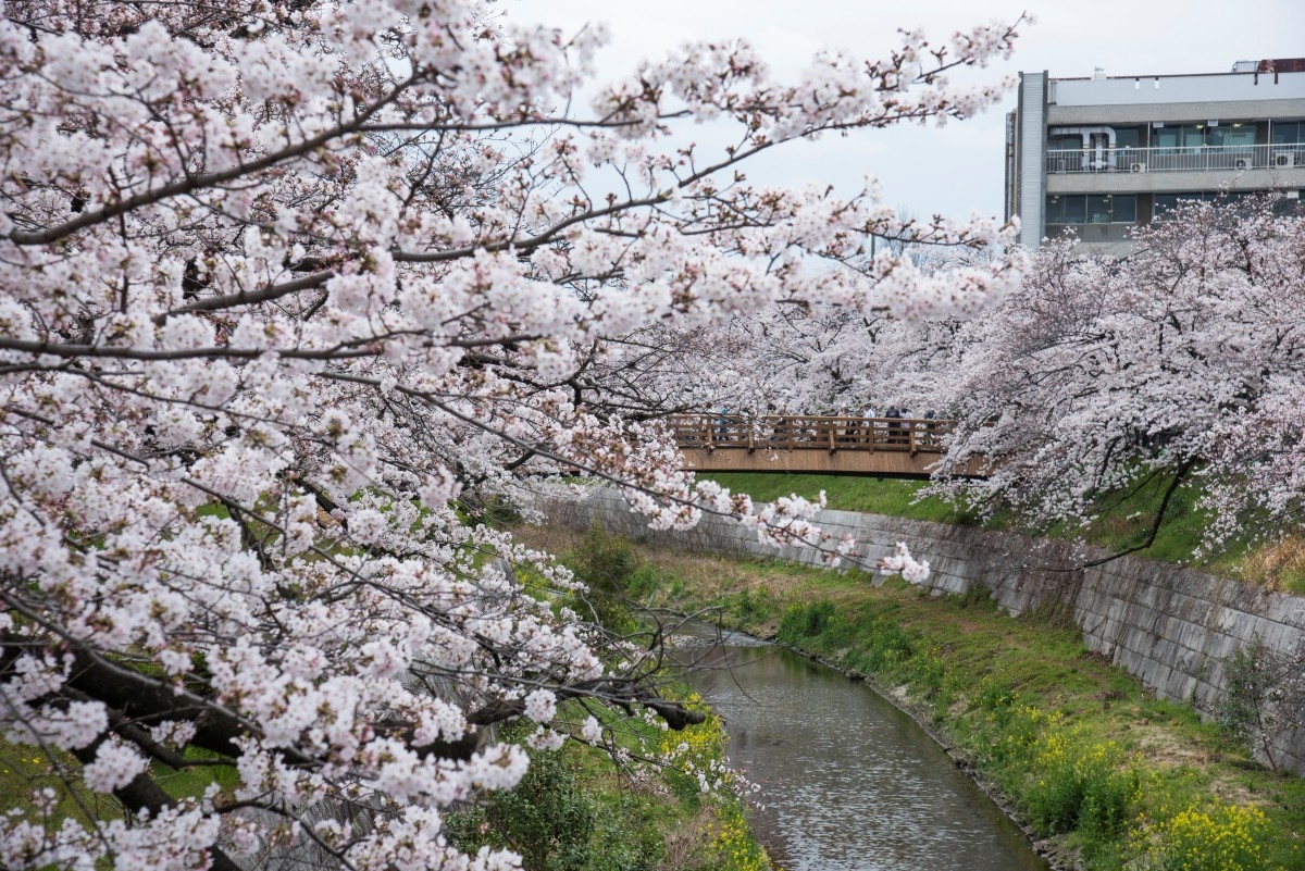 Yamazakigawa Chiếu sáng hoa anh đào