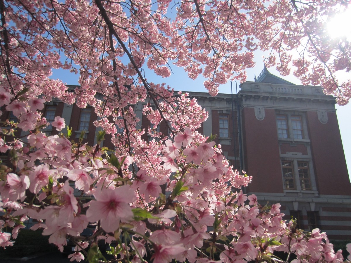 Lễ hội mùa xuân tại Bảo tàng Tư liệu Thành phố Nagoya