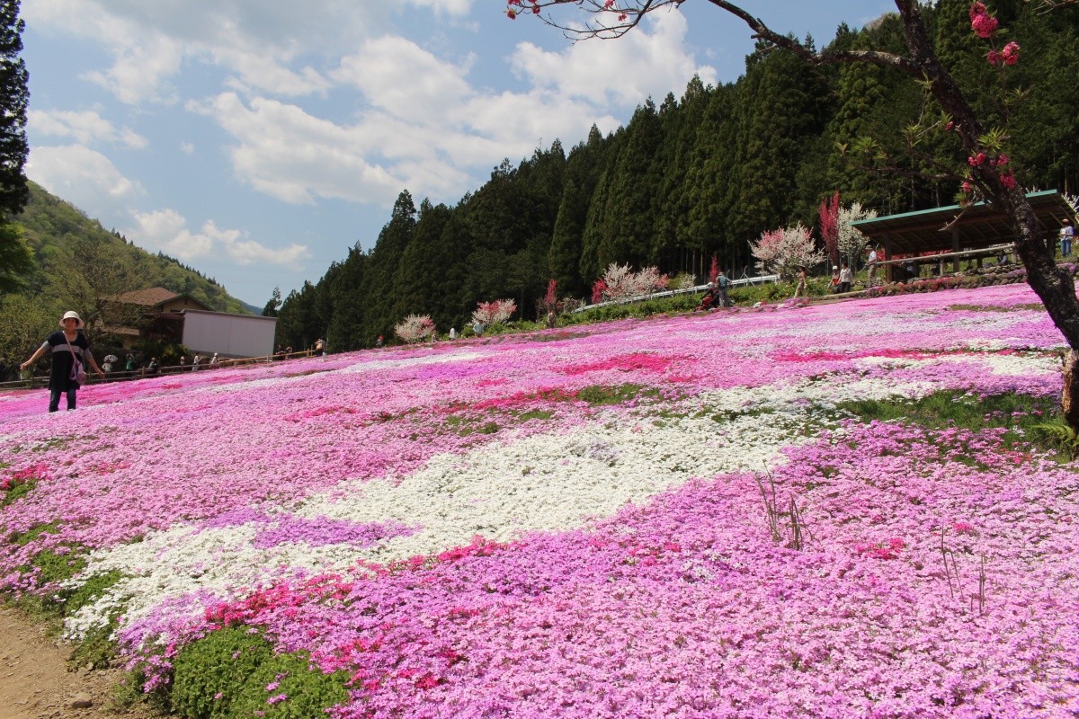 國田家の芝桜 岐阜県