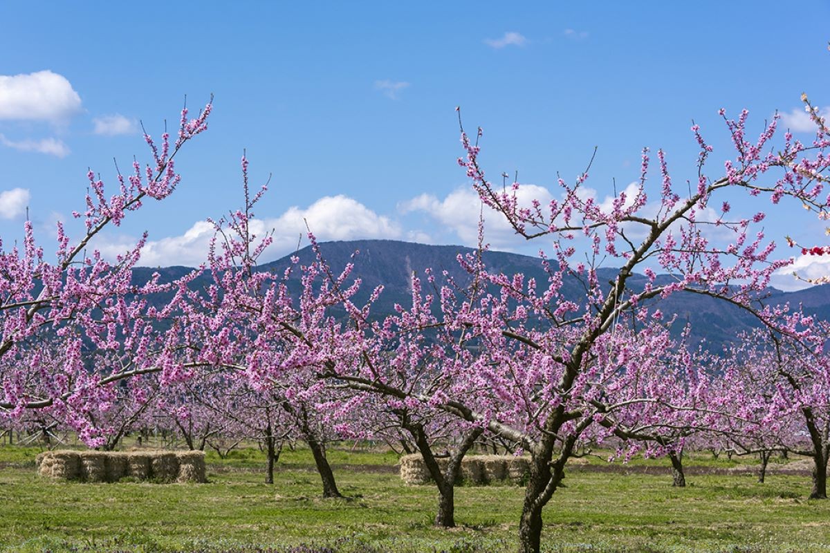 春 桃の花 福島県