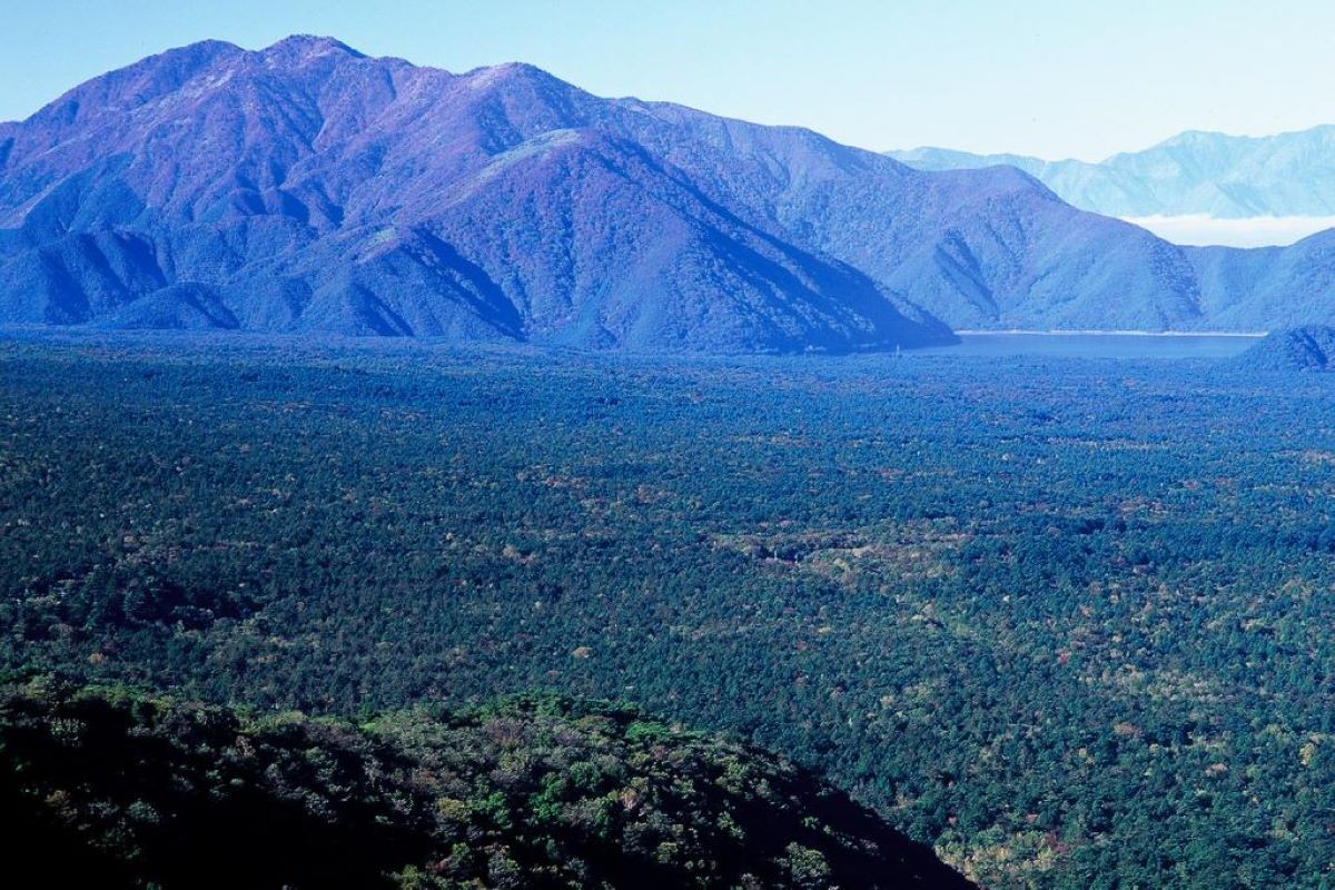 Rừng cây Aokigahara