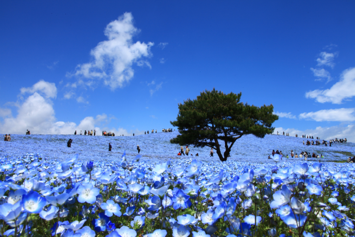 Musim Semi Nemophila Ibaraki Taman Hitachi Seaside