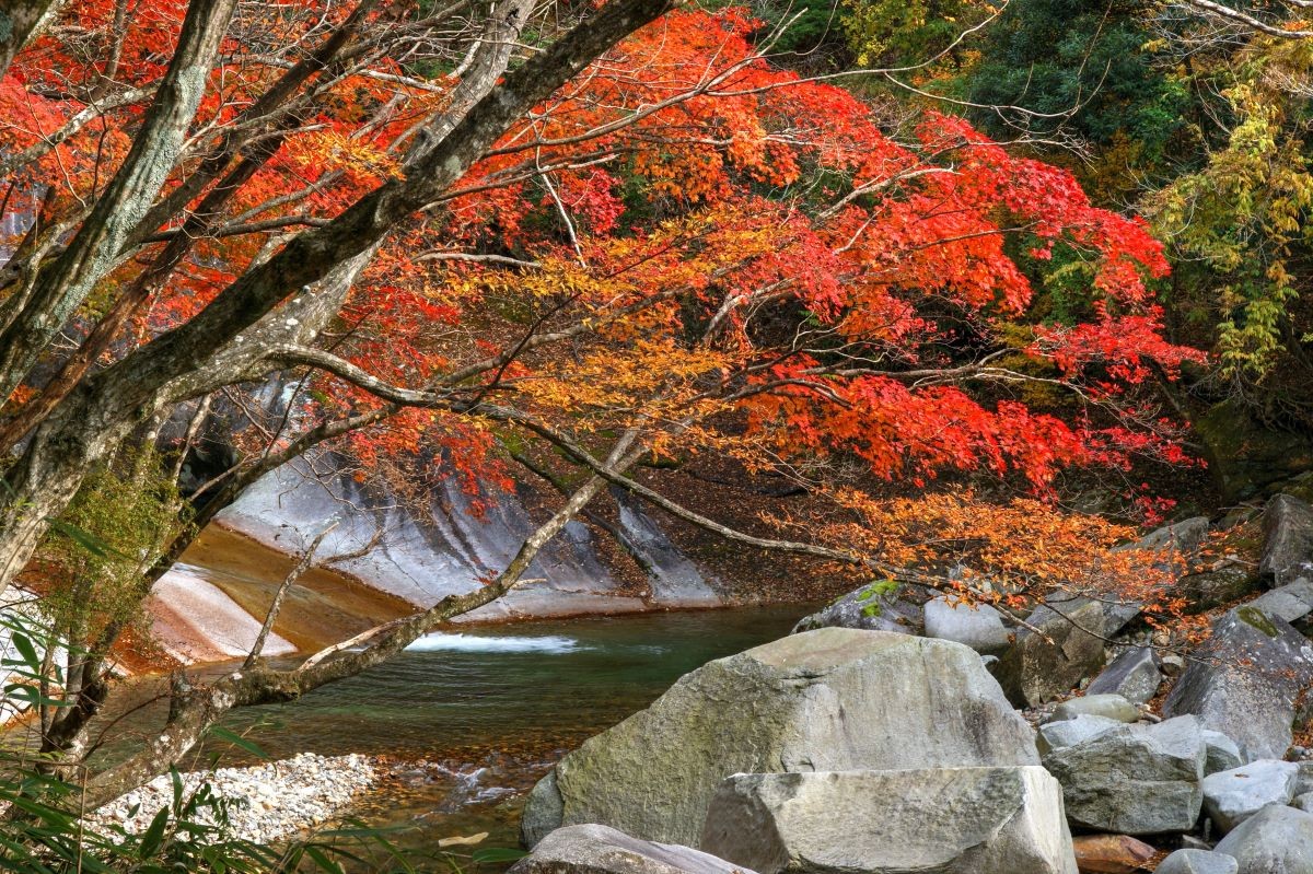 九州 紅葉 宮崎縣 鹿川溪谷