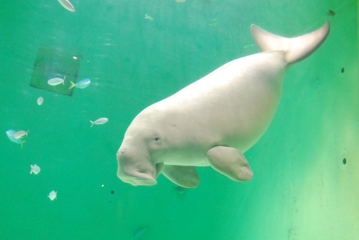 Thủy cung Toba Dugong