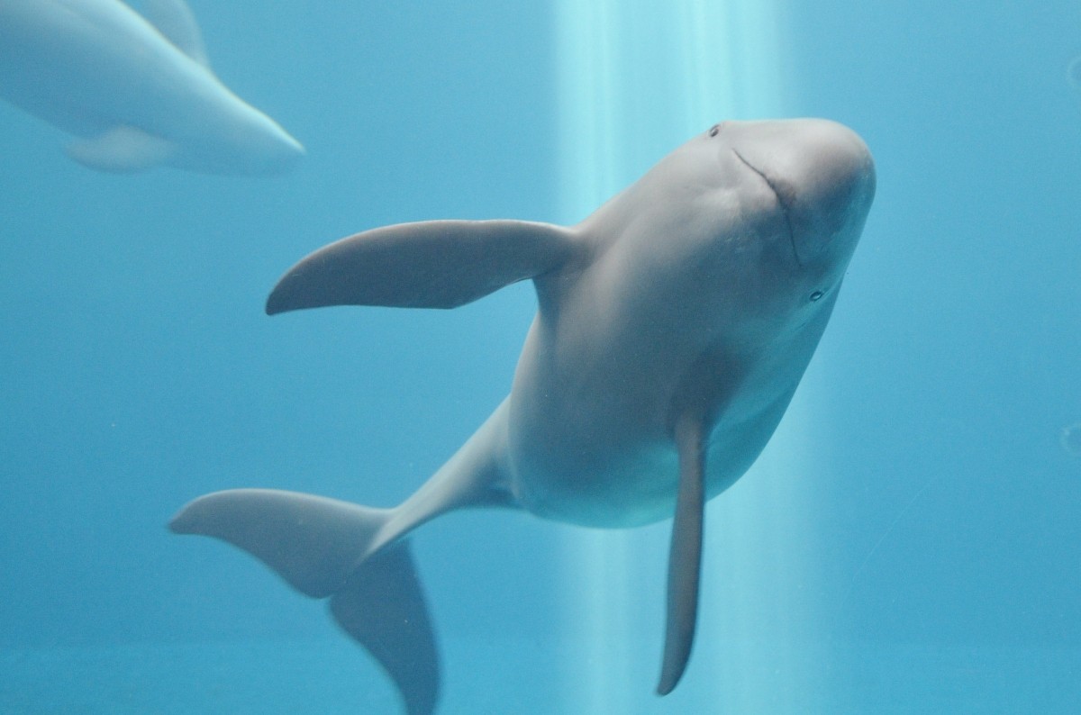 Thủy cung Toba Finless Porpoise