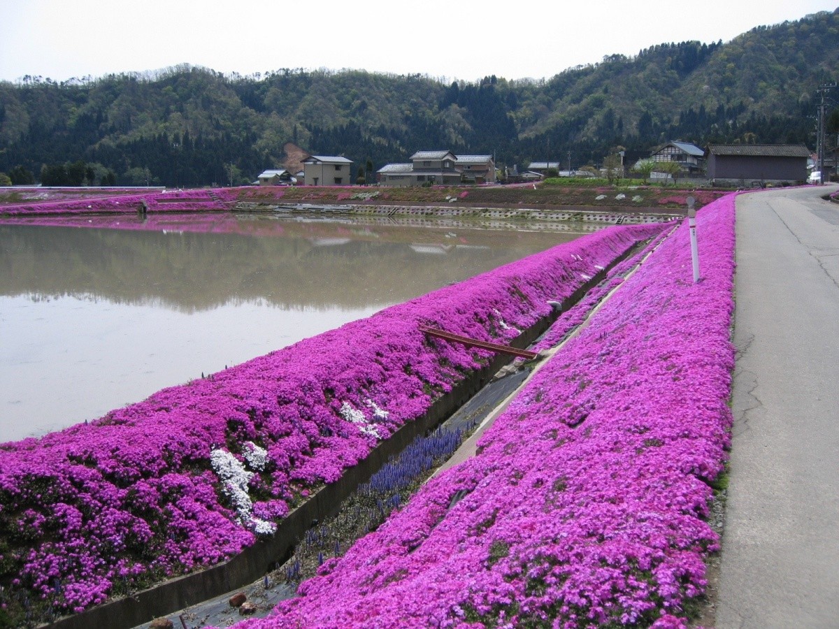 福井県大野市の芝桜