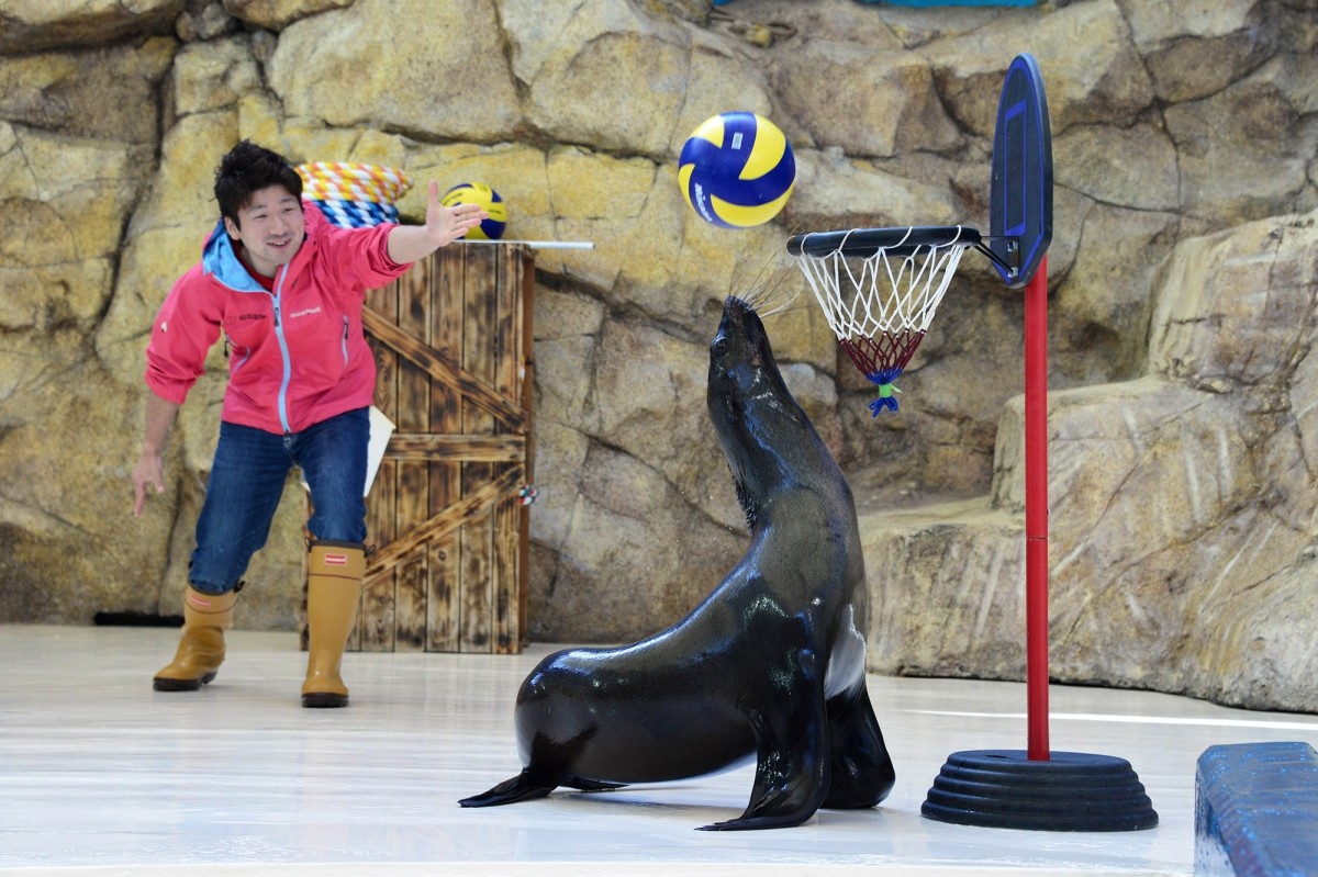 鳥羽水族館 アシカショー