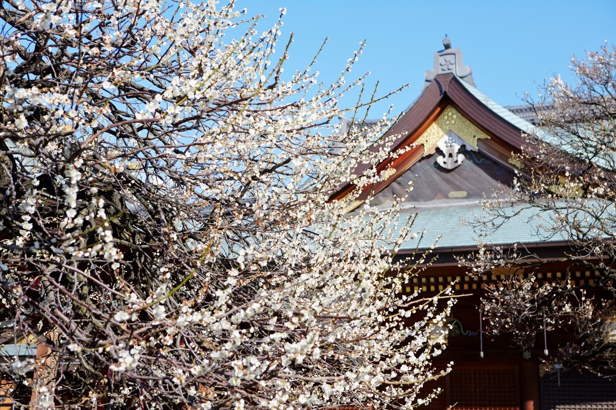 文京梅まつり 湯島天満宮 東京
