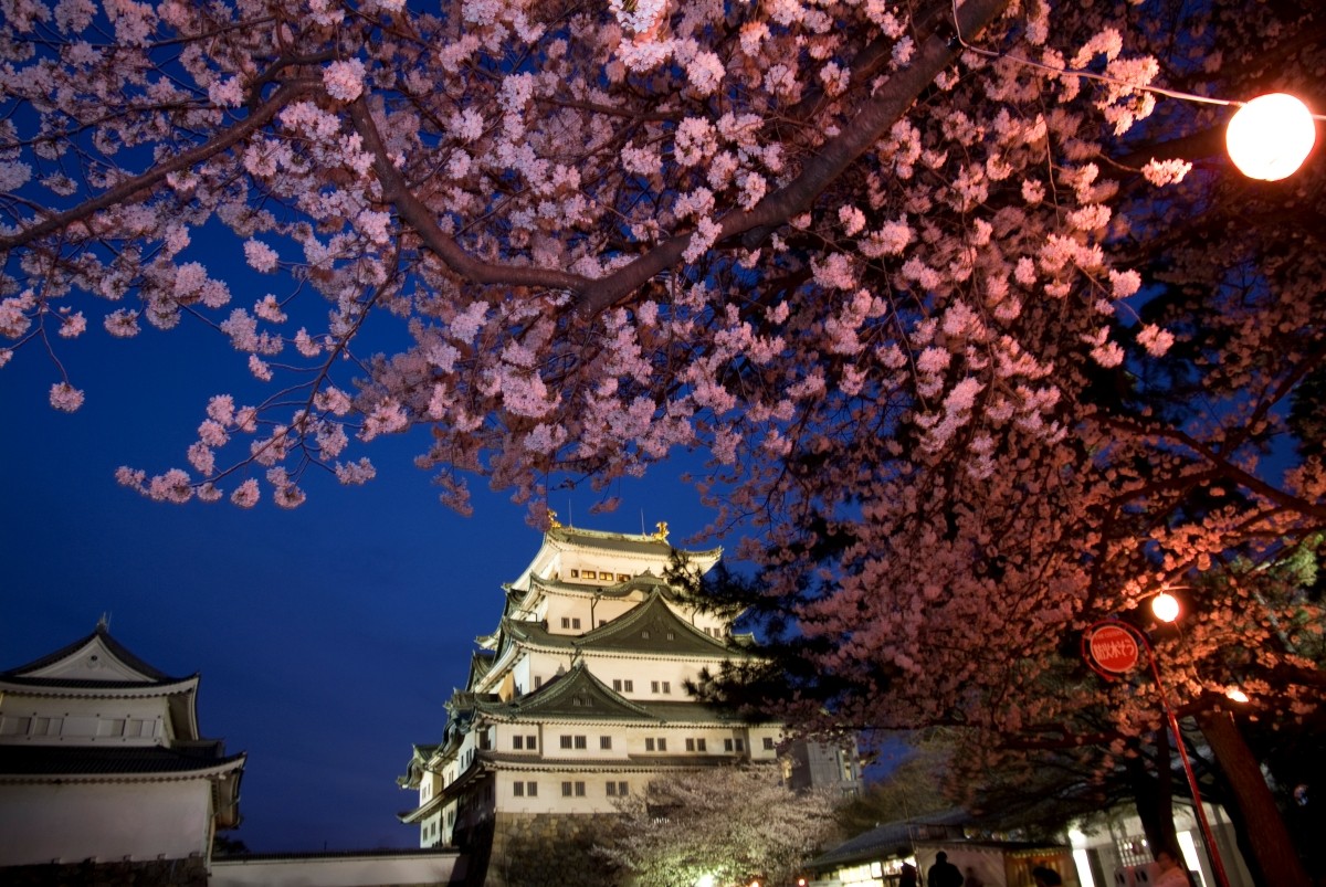 Lâu đài Nagoya Lễ hội mùa xuân Hoa anh đào Hanami Tháng 3 Tháng 4