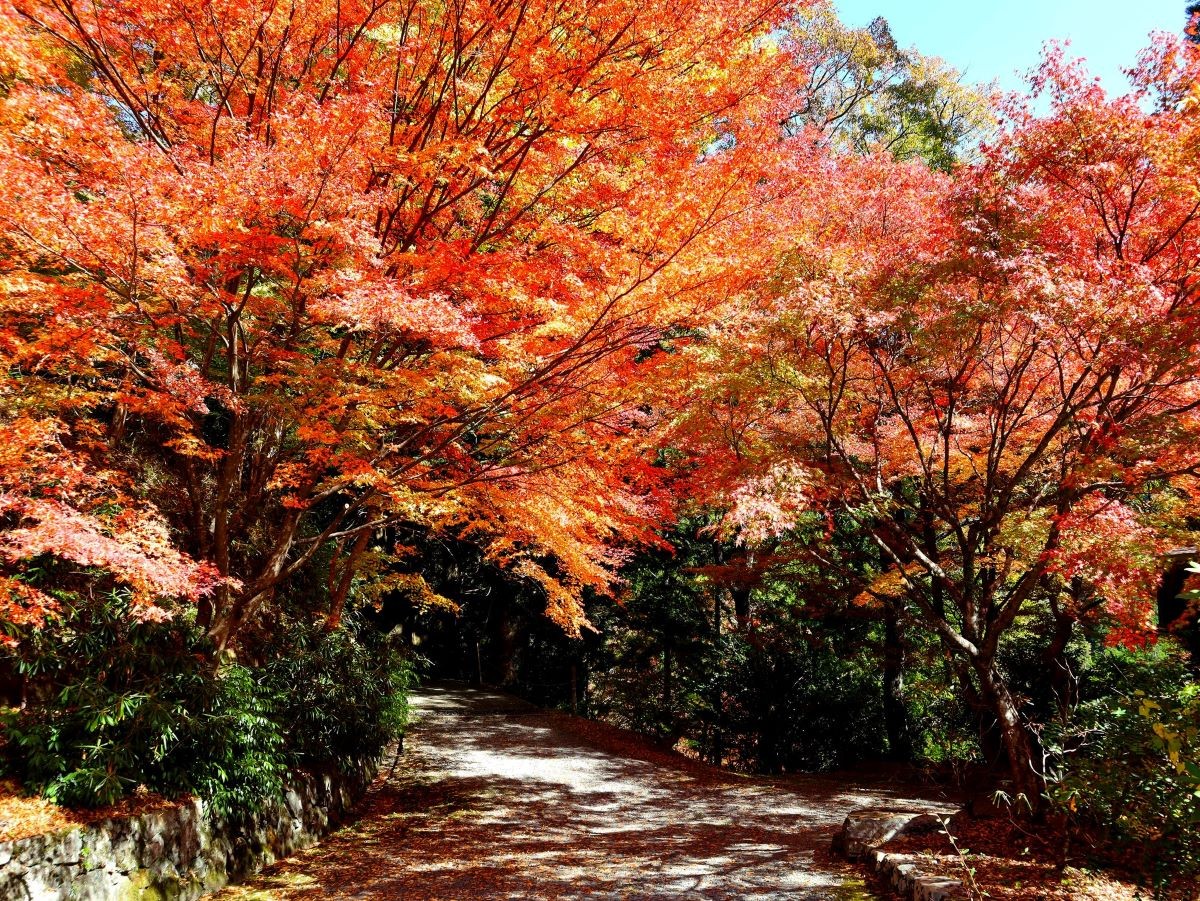 紅葉 五家荘 熊本県