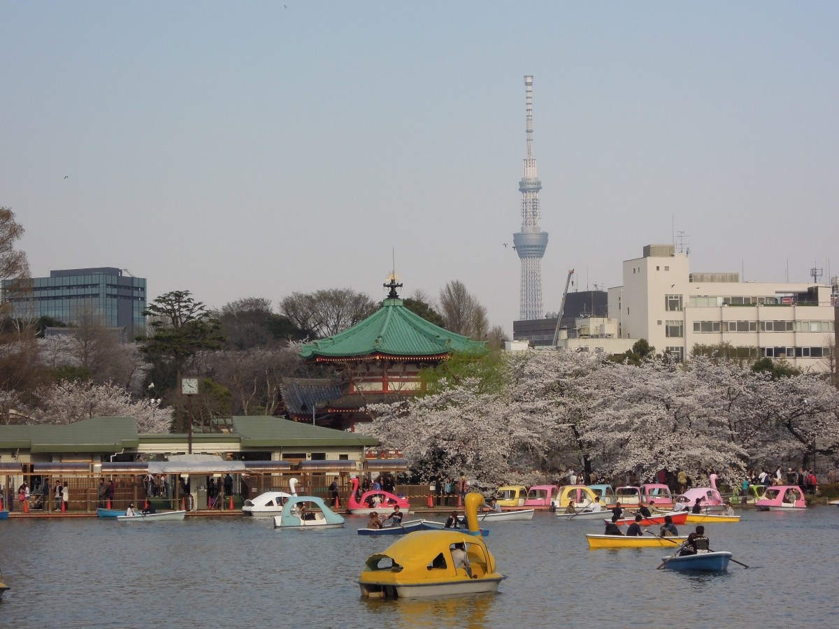 โตเกียว ซากุระ สถานที่ชื่อดัง ชมดอกไม้ จุดเด่น สถานที่มีชื่อเสียง