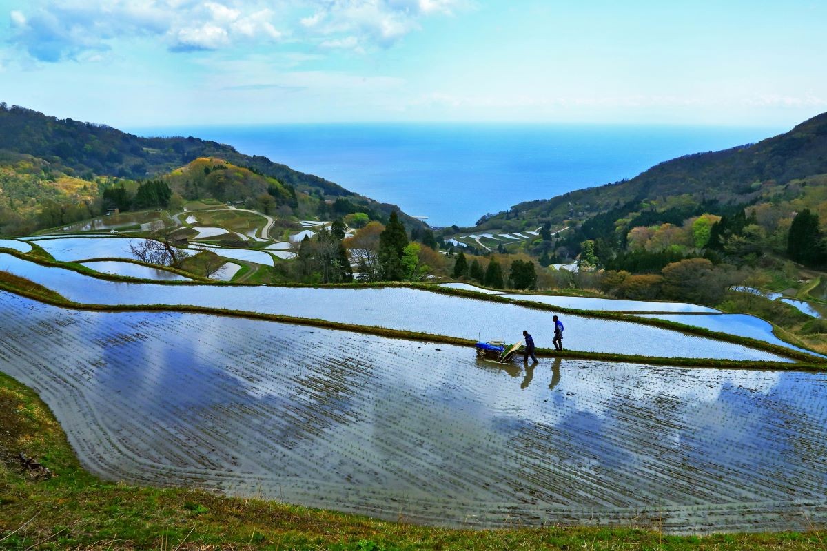 春 田植え 新潟県