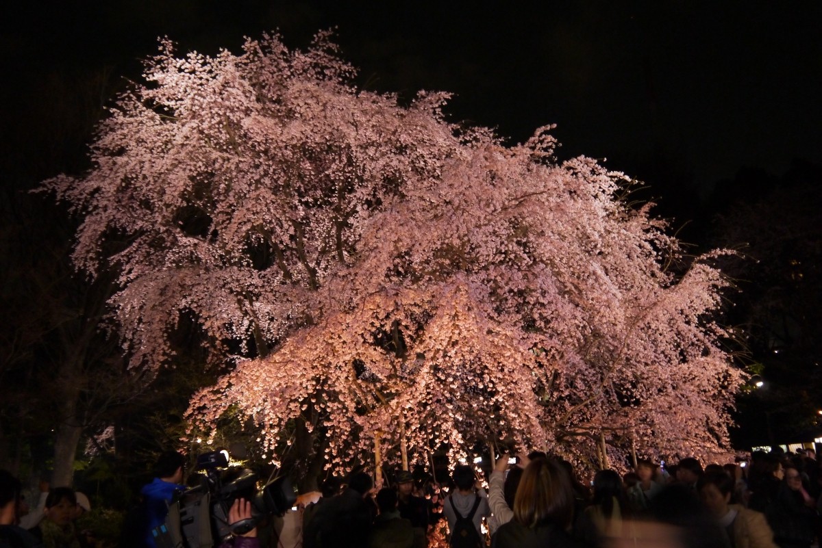 春夜六義園 夜間特別觀賞