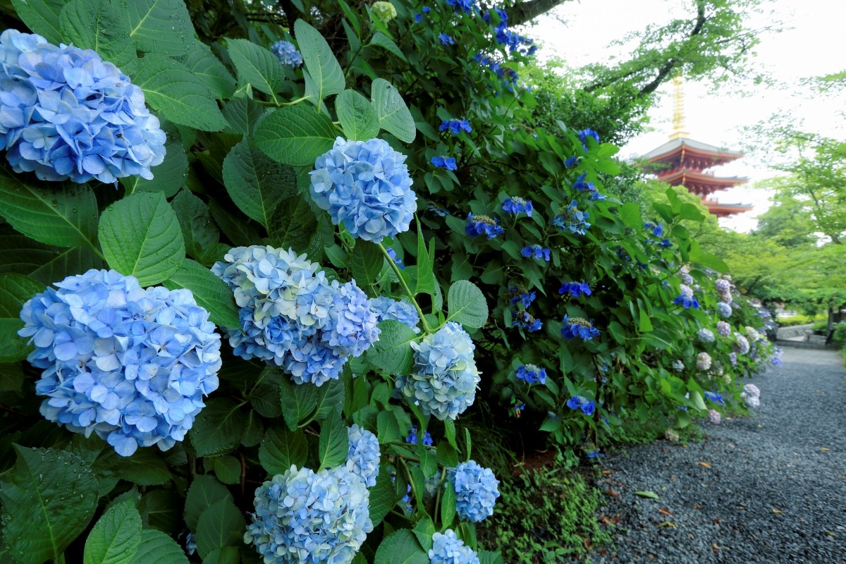 Tokyo Juni Cuaca Pakaian Ciri Khas Suhu