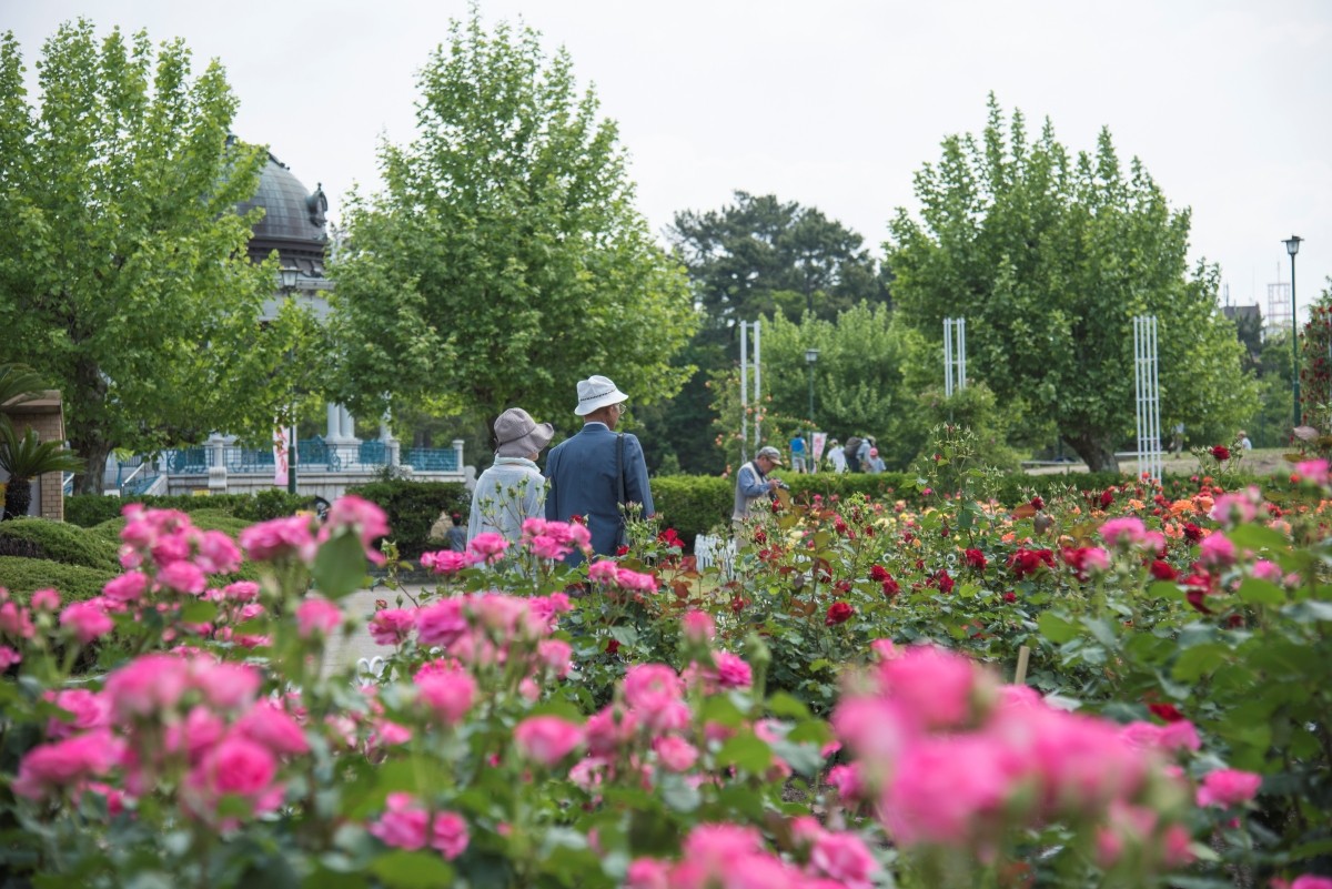 Lễ hội hoa hồng & Lễ hội hoa diên vĩ tại Công viên Tsuruma