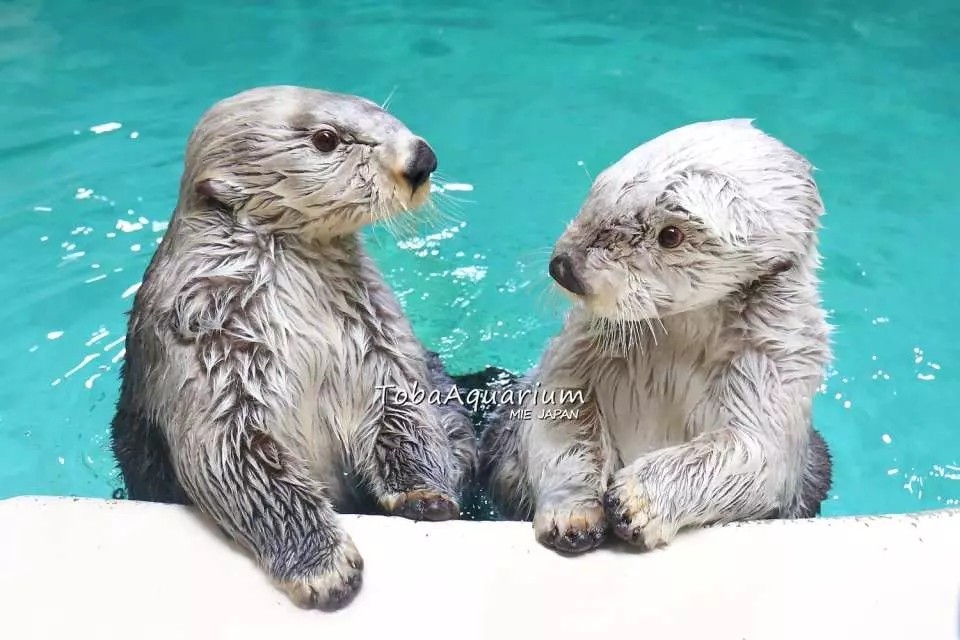 活動 水族館 鳥羽水族館