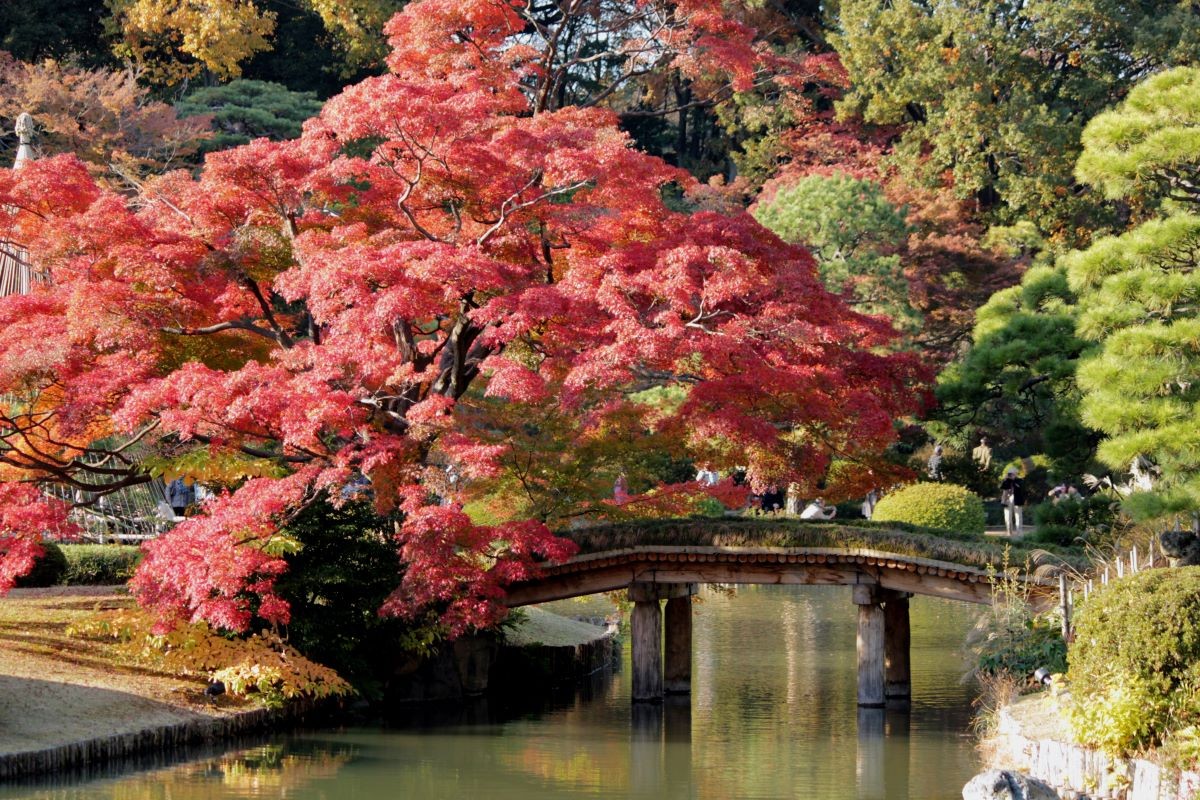  Lá đỏ, Tokyo, vườn Rikugien, thời điểm đẹp nhất, khi nào, gợi ý.