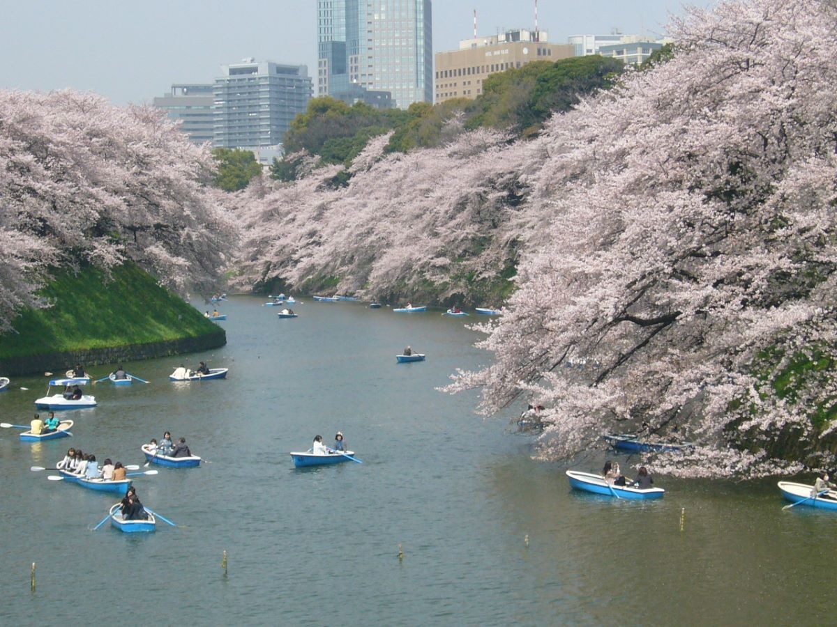 Musim Semi Festival Bunga Sakura Tokyo