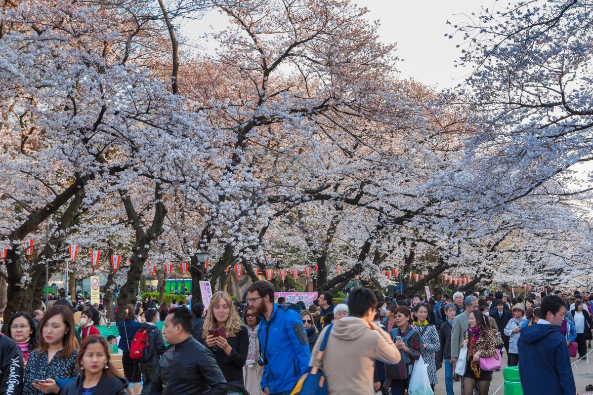 Musim Semi Hanami Ueno