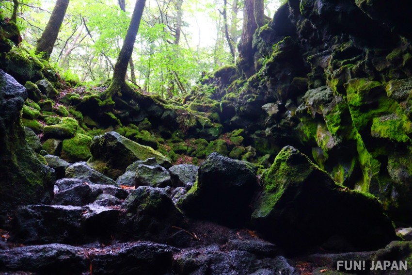 Rừng cây Aokigahara