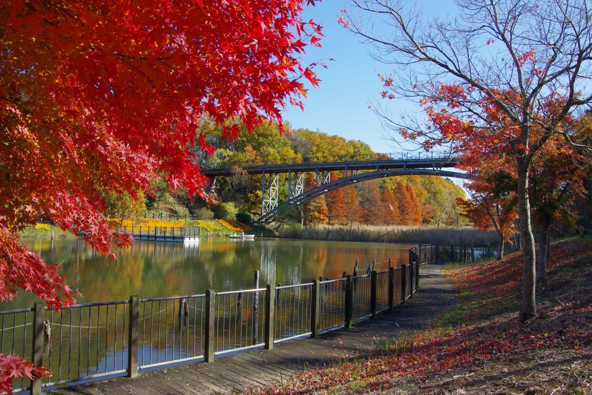 Lá đỏ, công viên Andersen Funabashi, Chiba, thời điểm đẹp nhất, khi nào, gợi ý.