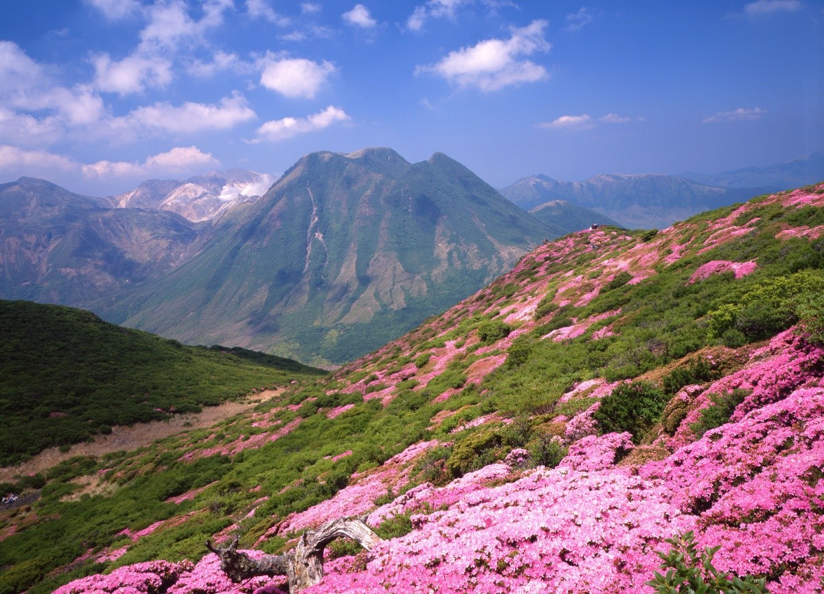 くじゅう連山の芝桜 大分県