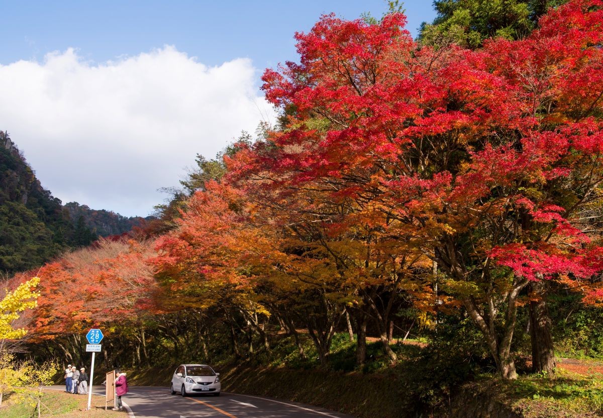 紅葉 耶馬溪 大分県