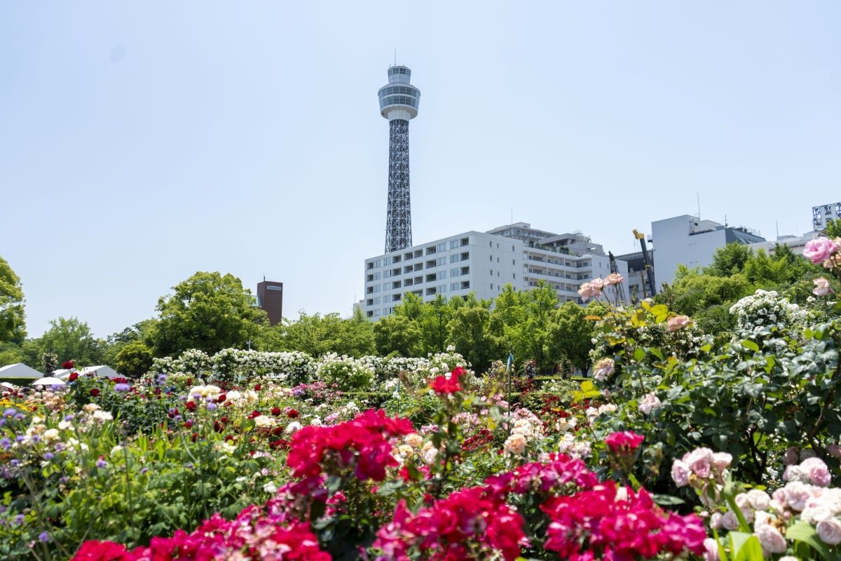 横浜 山下公園 バラ園