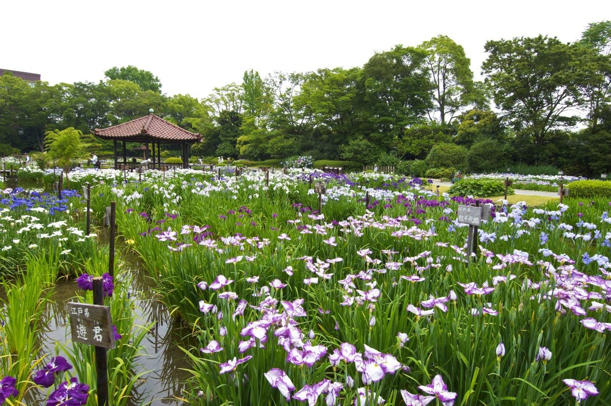 大阪 城北菖蒲園