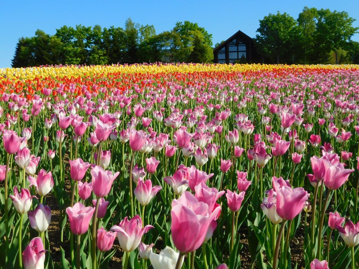 【พฤษภาคม~มิถุนายน】Takino Suzuran Hills Park Tulip Suzuran Festa