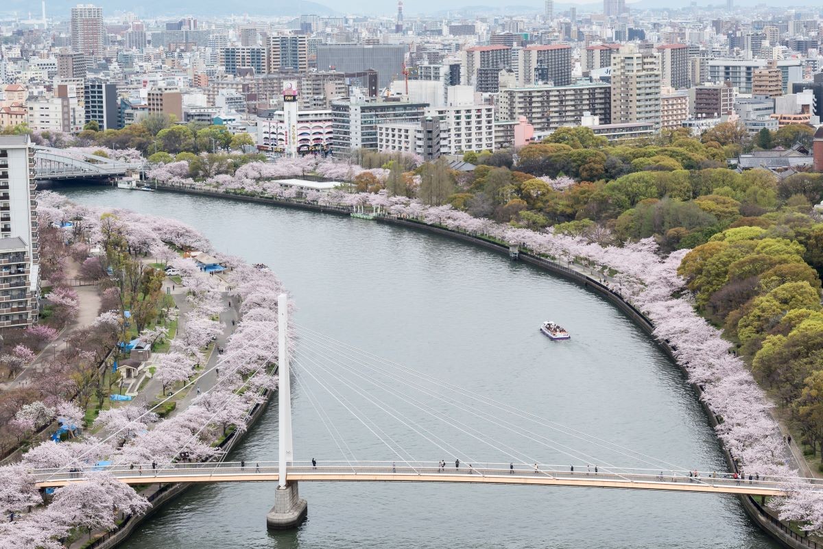 大阪 春 櫻花