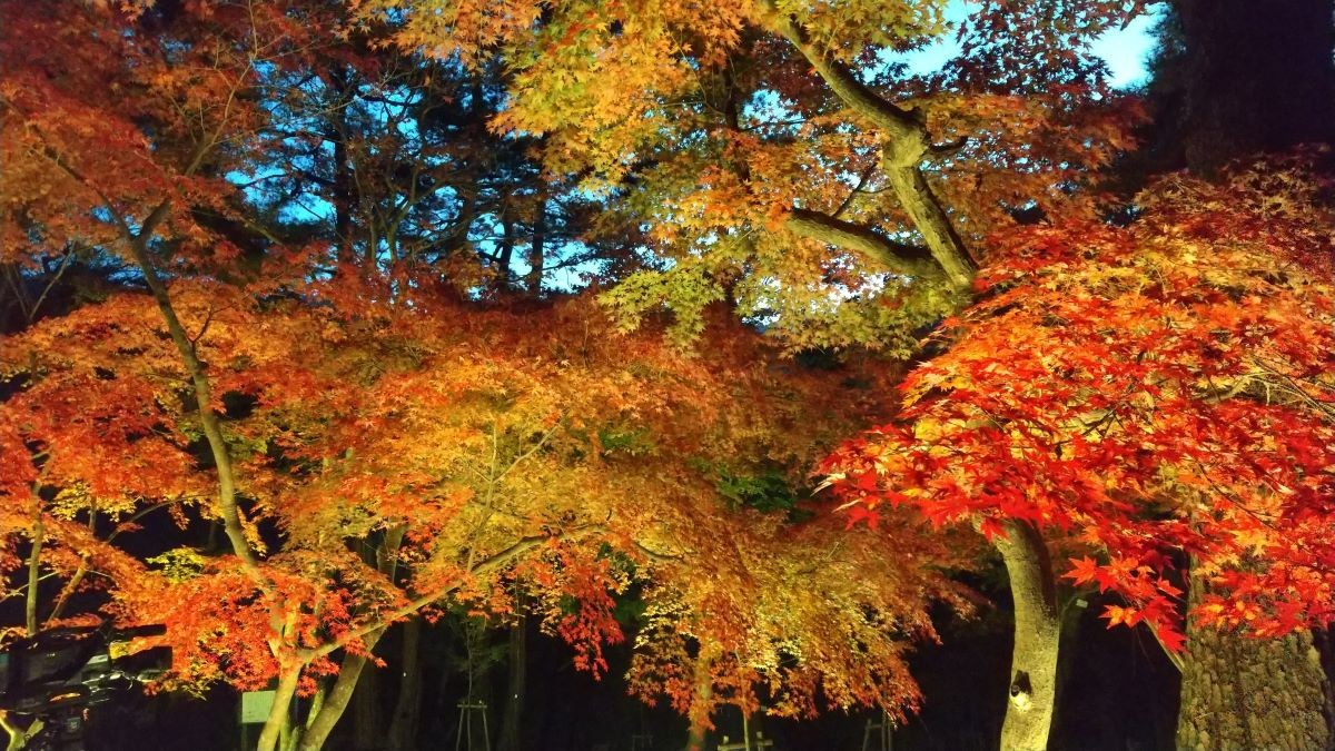 紅葉 埼玉県 月の石もみじ公園 見頃 いつ おすすめ