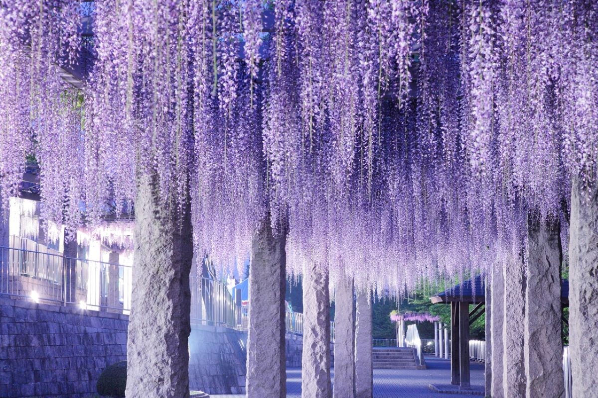 Musim Semi Wisteria Gunma