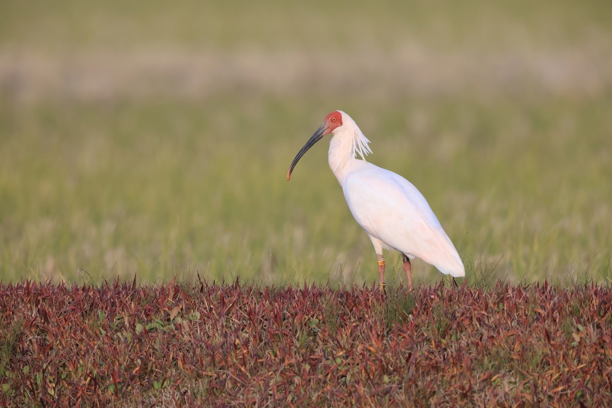 Spesis yang Terancam Punah di Jepang: Ibis Jepang Niigata