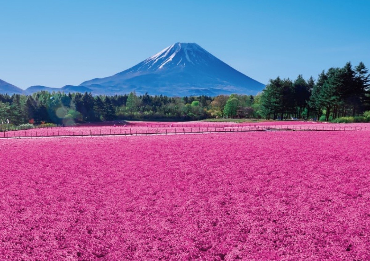 Lễ hội hoa chi anh núi Phú Sĩ, tỉnh Yamanashi.