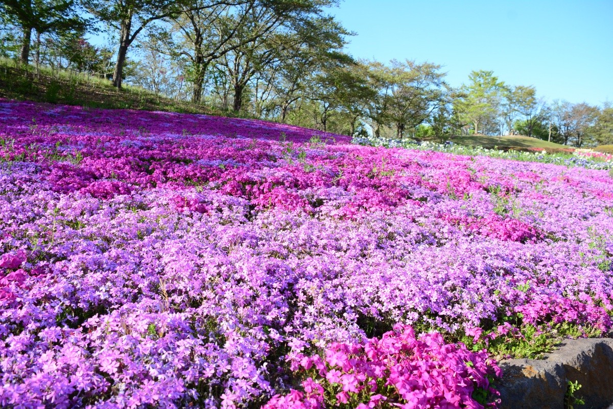 みちのく杜の湖畔公園 宮城県 芝桜