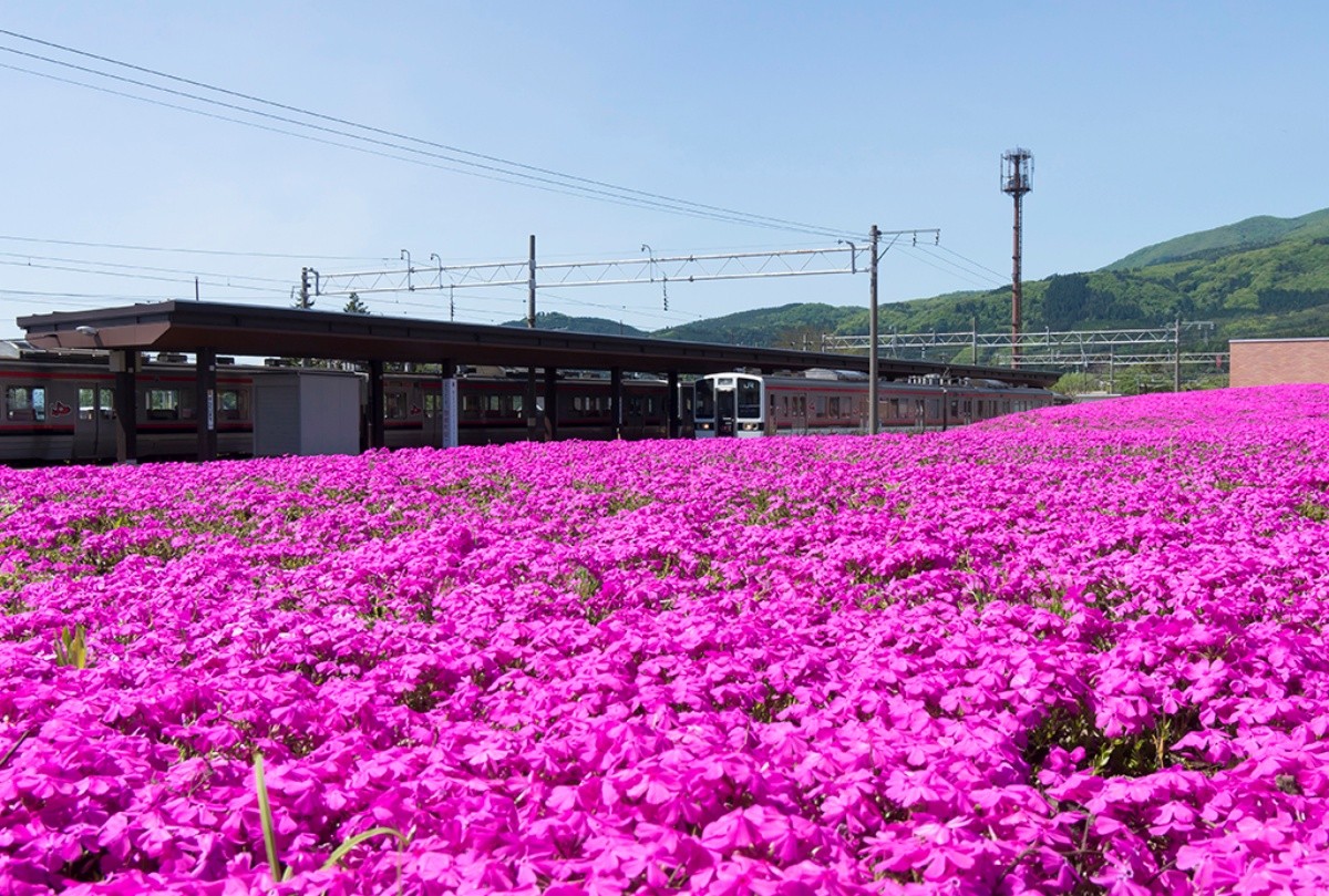 磐梯駅 福島県 芝桜