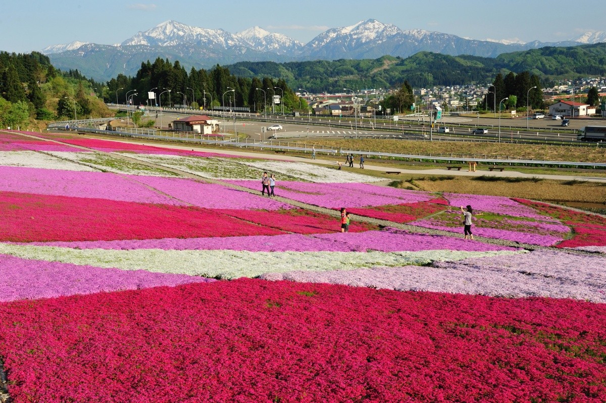 Lễ hội Hoa Shibazakura Uonuma (魚沼芝桜まつり, Niigata)