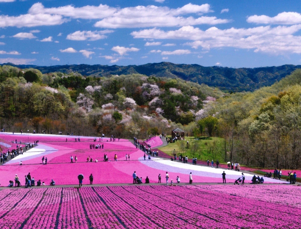 สวน Ichigaimachi Shibazakura จังหวัดโทจิกิ Shibazakura