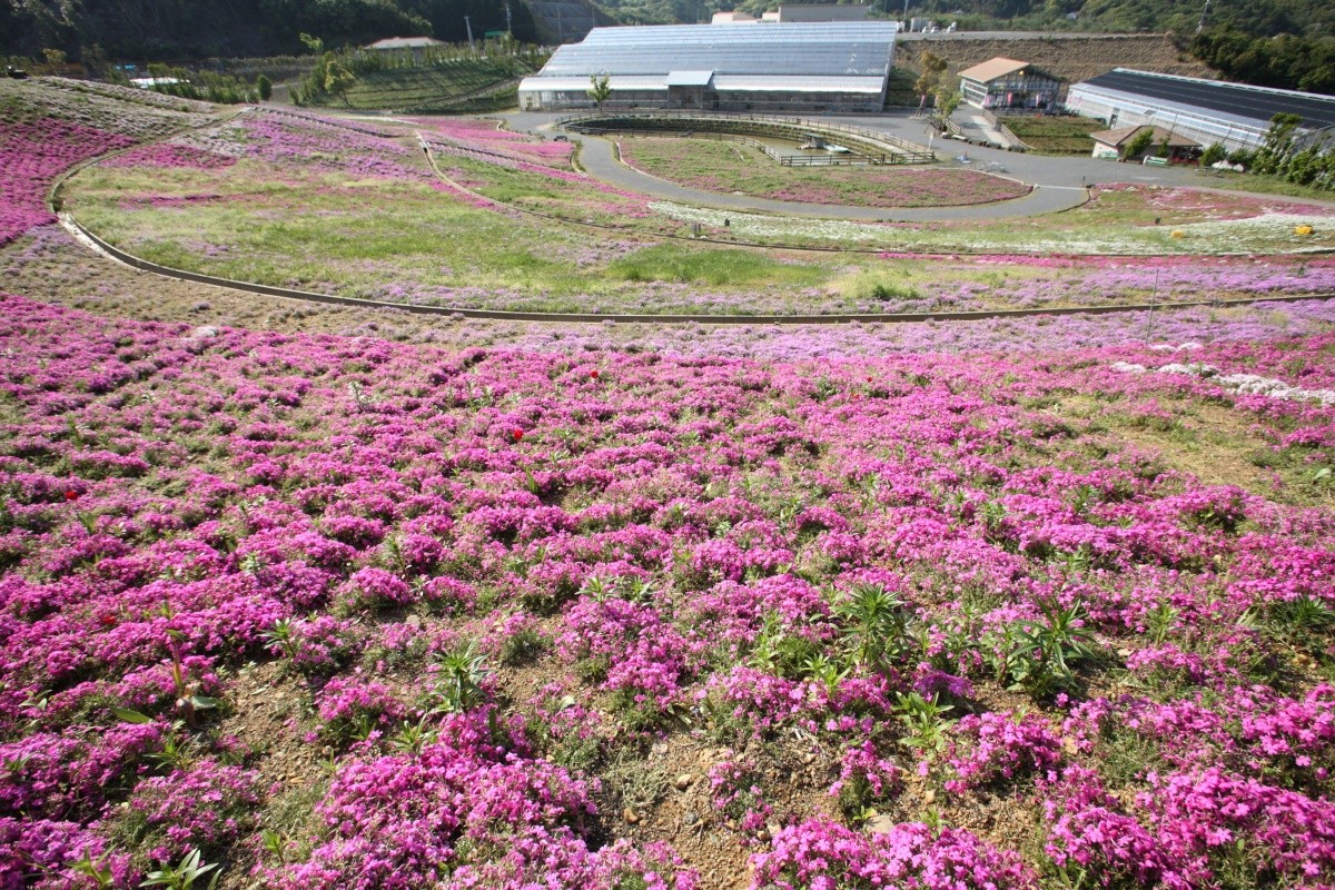 志摩市観光農園 芝桜公園 三重県