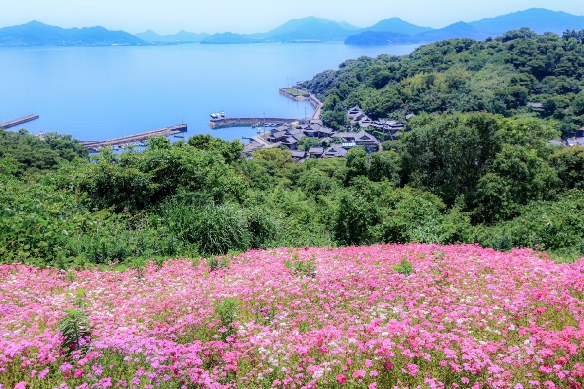 志々島 香川県 芝桜