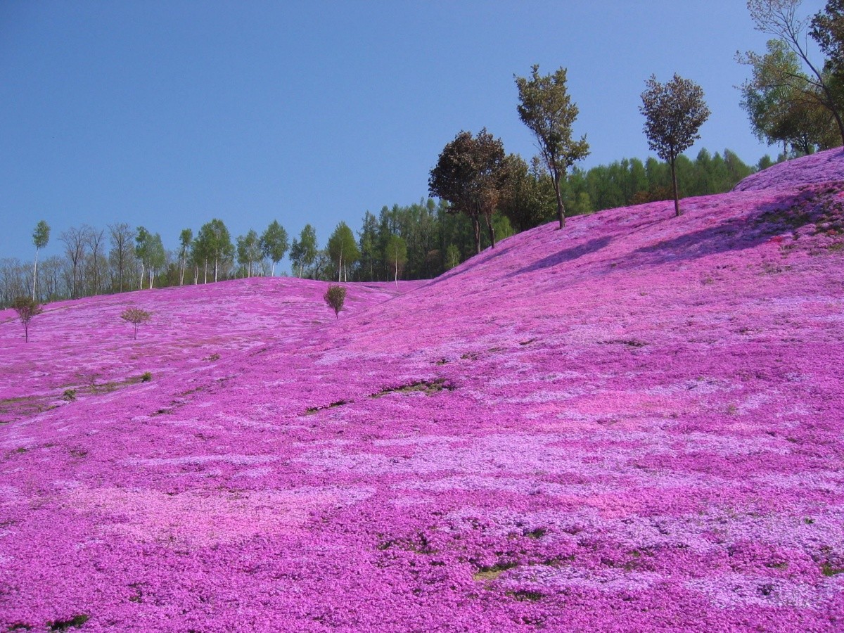 Shibazakura di Taman Takinoue (Hokkaido)