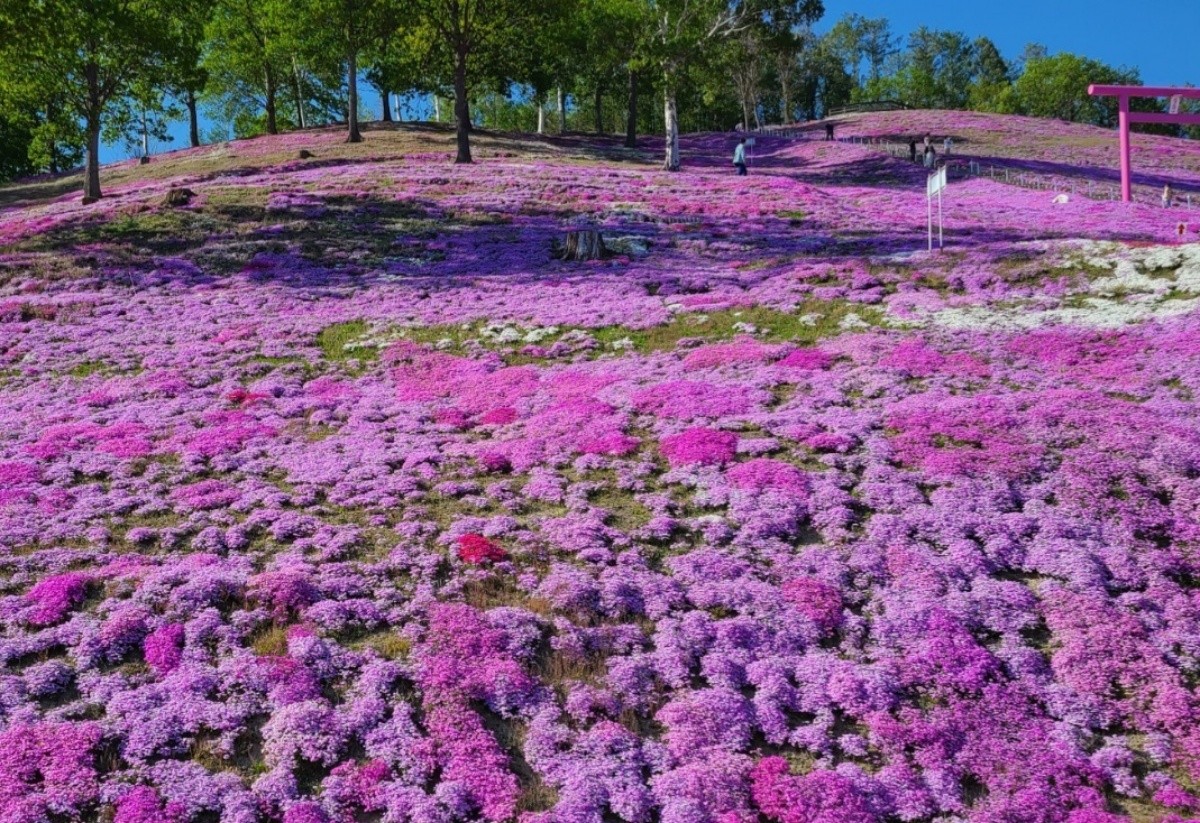 Taman Shibazakura Higashimokoto (Hokkaido)