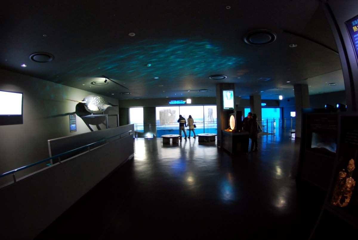 鳥羽水族館のラッコ観覧方法。観覧は何時まで?