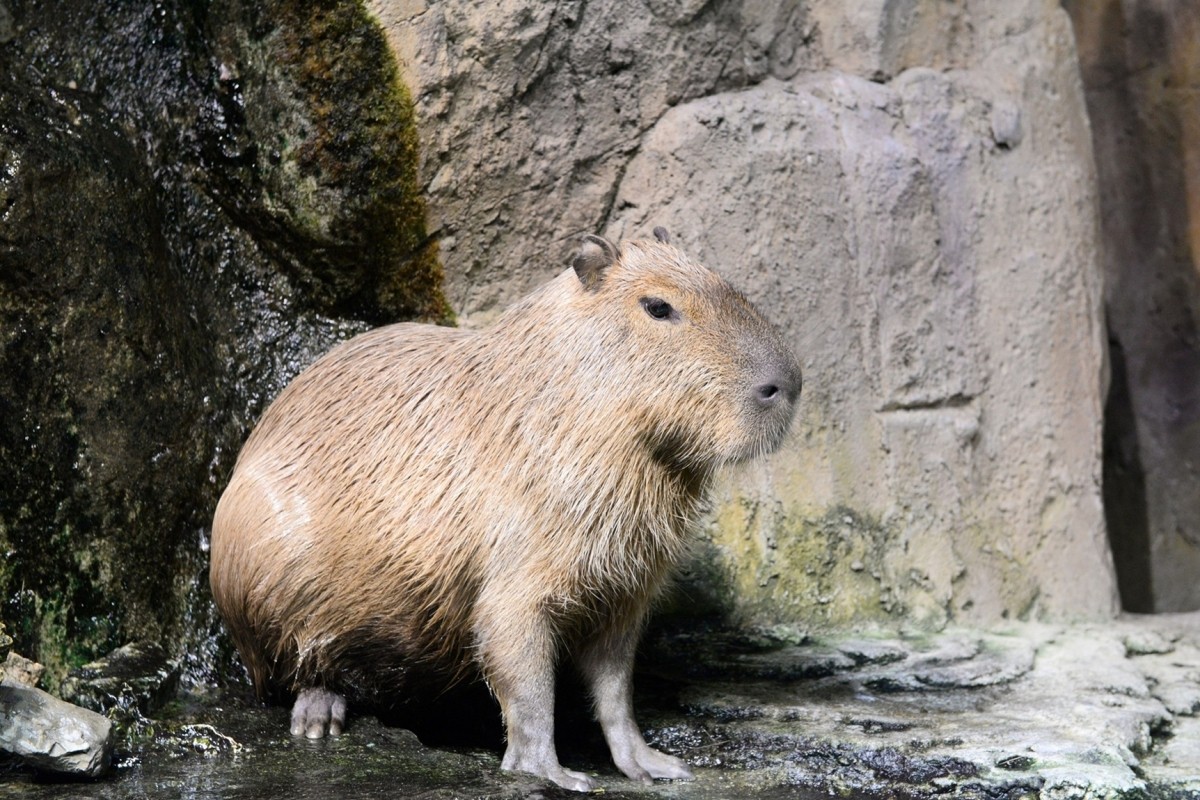 鳥羽水族館 カピバラ