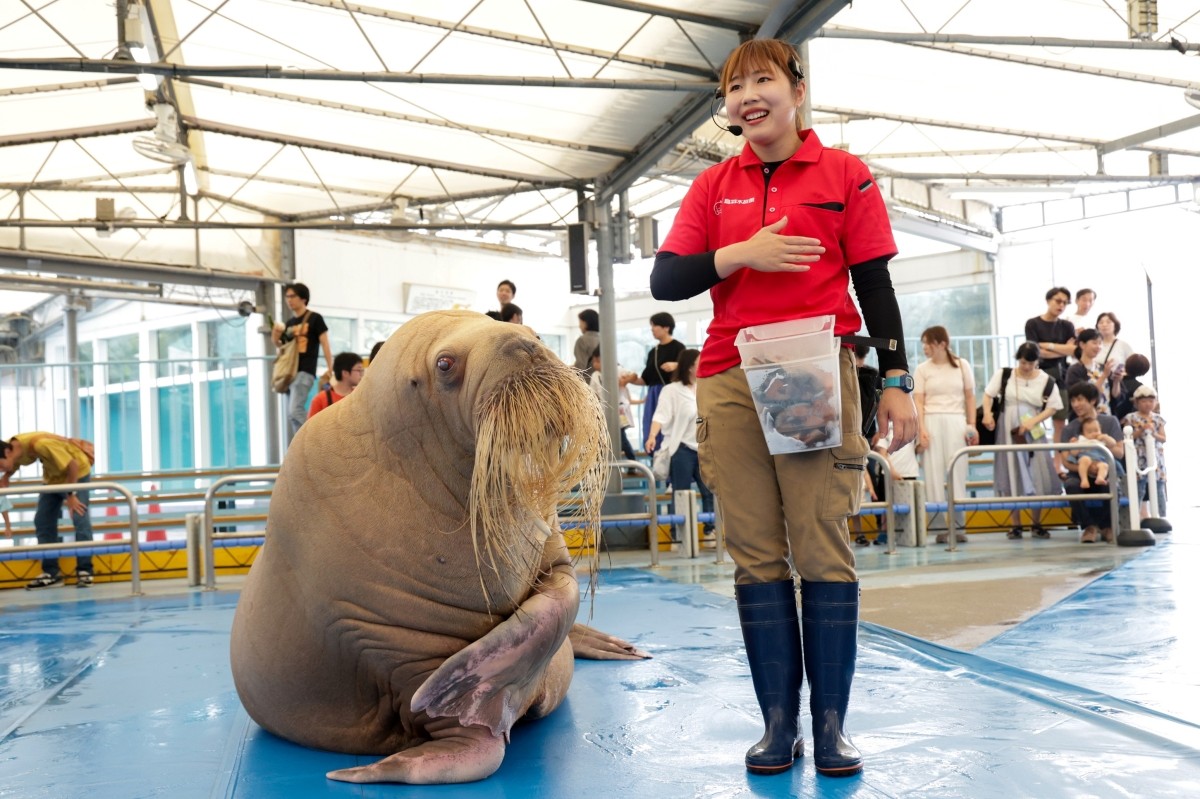 鳥羽水族館 セイウチ