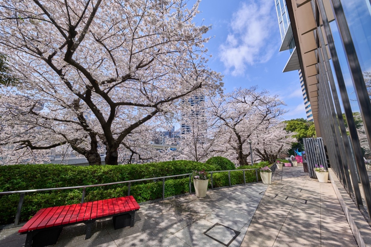 KIOI SPRING 紀尾井・花散步 櫻花