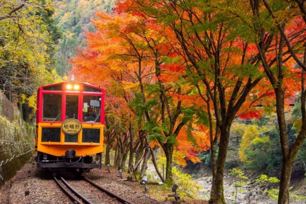 紅葉 嵯峨野遊覽小火車 京都府